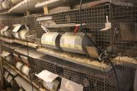 Chinchillas in fur farms 7 [ 669.21 Kb ]