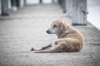 abandoned dog [ 106.69 Kb ]