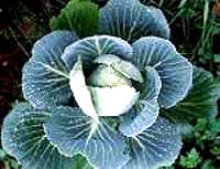 cabbage [ 22.95 Kb ]