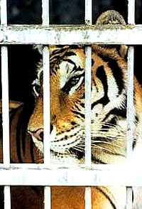 Tigar u zoolo�kom vrtu [ 41.85 Kb ]