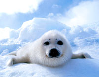 seal [ 54.09 Kb ]