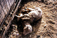 downed sheep [ 47.55 Kb ]