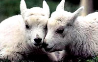 lambs [ 14.52 Kb ]