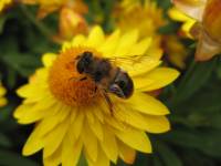 foto_Nellie Buir_FreeImages [ 672.94 Kb ]