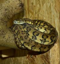 Python [ 1.24 Mb ]