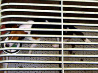 Undercover Beagle photo 7 [ 48.22 Kb ]