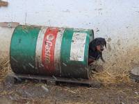 Foto: Helping Animals 3 [ 217.75 Kb ]