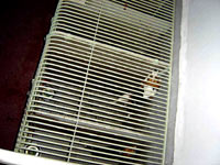 Undercover Beagle photo 10 [ 77.21 Kb ]