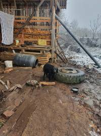 foto: helping animals 6 [ 357.27 Kb ]