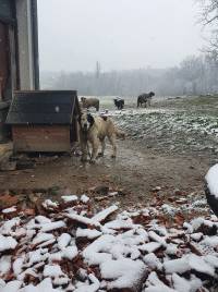 foto: helping animals 7 [ 296.04 Kb ]