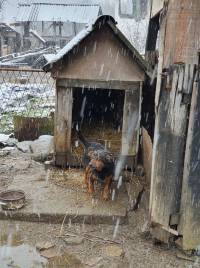 foto: helping animals 10 [ 318.89 Kb ]