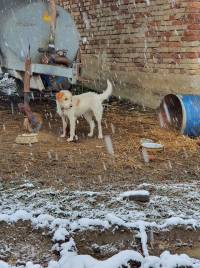 foto: helping animals 11 [ 347.97 Kb ]