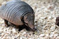armadilo [ 211.96 Kb ]