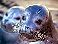 seal [ 17.03 Kb ]