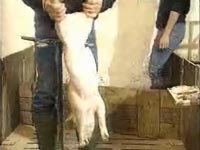 Life on a farm - castration of a piglet [ 830.72 Kb ]