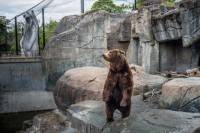 Zoos_JMcArthur_2016. [ 268.10 Kb ]