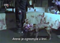 Borbe pasa 1 - emisija Reporteri [ 107.49 Kb ]