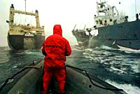 Japanese whaling in the Southern Ocean [ 16.37 Kb ]