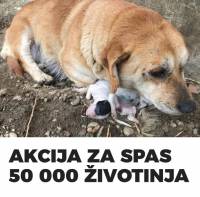 akcija za spas 50 000 zivotinja [ 132.01 Kb ]
