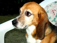 Beagle kod ku�e 16 [ 24.17 Kb ]