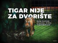 Tiger is not for a backyard [ 819.42 Kb ]