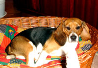 Beagle kod ku�e 37 [ 94.69 Kb ]