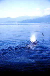 spermwhale [ 59.57 Kb ]