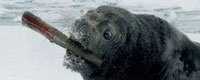 Photo of the month - Seals [ 33.60 Kb ]