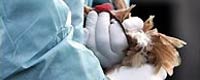 Photo of the month - Euthanasia in Croatia 1 [ 18.43 Kb ]