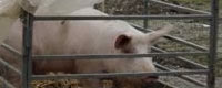 Photo of the month - Transport of the pig near Oborovo [ 43.69 Kb ]