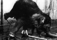 Source: A.R.M.O.R.Y - elephant in circus [ 82.45 Kb ]