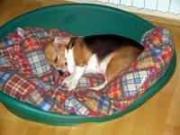 Beagle kod ku�e 46 [ 53.90 Kb ]