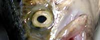 Photo of the month: 25,000 tons of fish are annualy killed in Croatia, Photo: Suzana Zalokar [ 37.46 Kb ]