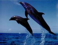 Dolphins [ 40.24 Kb ]