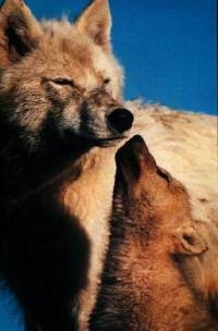 Wolf and a baby [ 28.43 Kb ]