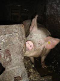 The pig from Sopot, New Zagreb [ 43.33 Kb ]