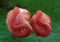 Flamingo [ 33.52 Kb ]