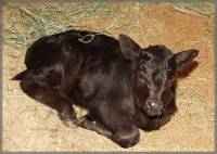Source: www.animalphotolibrary.com - calf [ 43.56 Kb ]