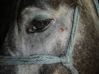 Horses in Bregana 8 [ 56.03 Kb ]