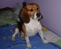 Beagle kod ku�e 50 [ 32.22 Kb ]