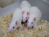 White rats [ 28.43 Kb ]