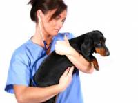 Choosing the right veterinarian Choosing the right veterinarian