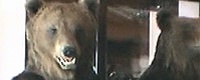 Photo of the Month - Wild animals [ 162.30 Kb ]