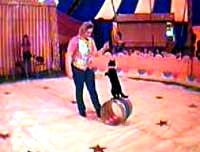 cirucs_kitten [ 17.33 Kb ]