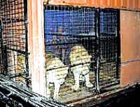 circus_lion [ 25.93 Kb ]