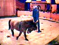 circus_pony [ 17.25 Kb ]