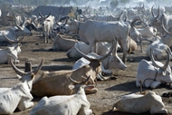 Dinka cattle camp in Sudan Dinka cattle camp in Sudan