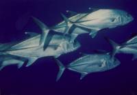 Source: www2.arnes.si/~thomar/ribe.jpg - fish [ 21.96 Kb ]