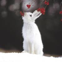 Source: Dr Hadwen Trust - rabbit [ 15.70 Kb ]