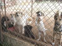 Dogs in shelter [ 40.13 Kb ]